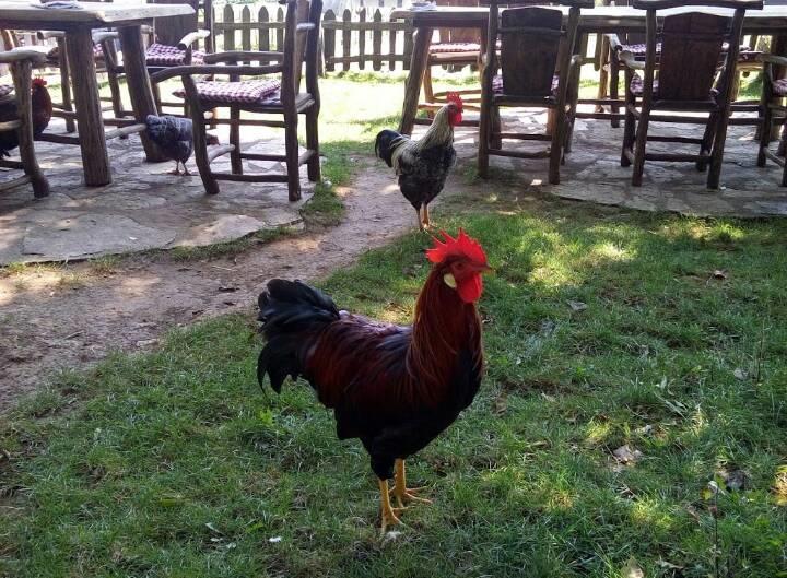 Farm Stay Cardaklije Kulen Vakuf Bagian luar foto